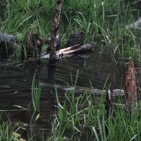 Ein tierischer Landschaftsarchitekt in seinem Teich., © Elena Schütt