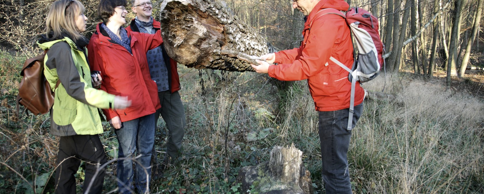 ein infolge des Bibers gefallener Baum