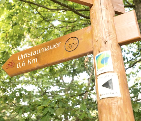 Le chat sauvage indique le chemin sur le Wildnis-Trail, © Eifel Tourismus GmbH, Dominik Ketz