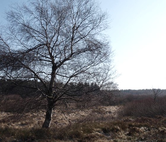 Venn, © seeblick-eifel.de