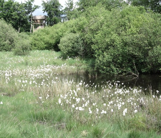 La linaigrette dans les Hautes Fagnes