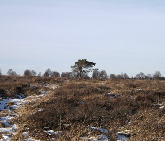 Hautes Fagnes 1