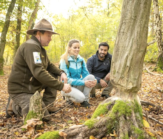 Traces de castors sur le Wildnis-Trail, © Eifel Tourismus GmbH, Dominik Ketz