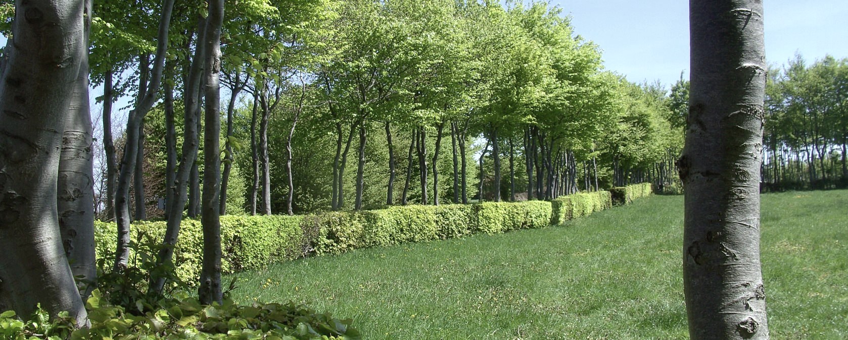 Wanderweg Heckenlandroute: Entlang der Buchenhecken wandern, © Monschauer Land/G. Scheidt