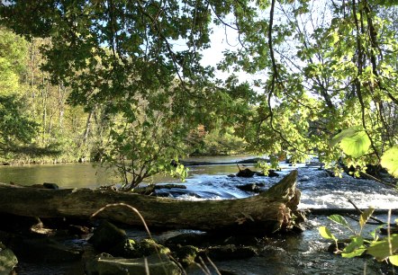 Todholz im Rurwehr, © Gemeinde Kreuzau