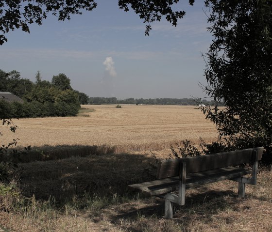 Aussicht ins Kornfeld, © Rureifel-Tourismus e.V.