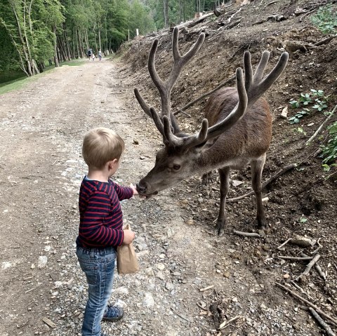 Tiere füttern im Freigehege, © Wildpark Schmidt