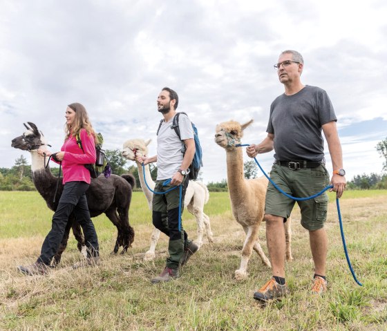 Alpaka und Lama Wanderung, © Eifel Tourismus GmbH, AR - shapefruit AG