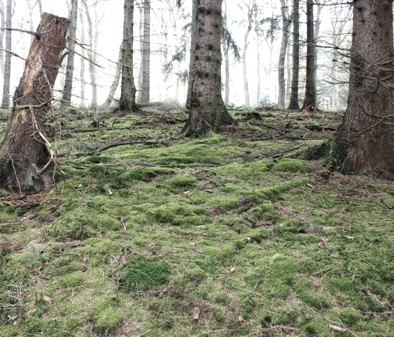 Aussicht in den Wald