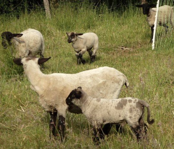 Schapen