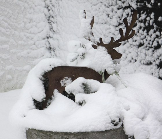 Notre cerf dans la neige