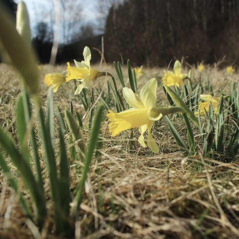 Narzissen, © Nationalpark Eifel