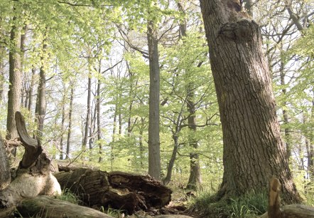 Ein Blick in den Nationalpark Eifel