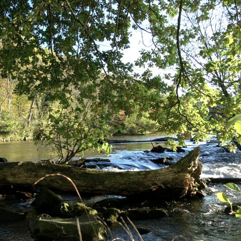 Todholz im Rurwehr, © Gemeinde Kreuzau