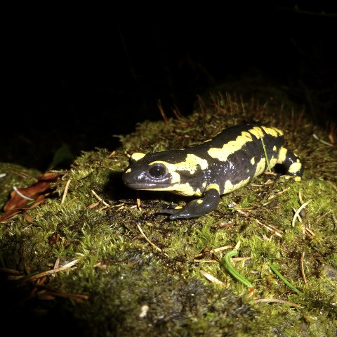 Feuersalamander, © Dagmar Ohlhoff