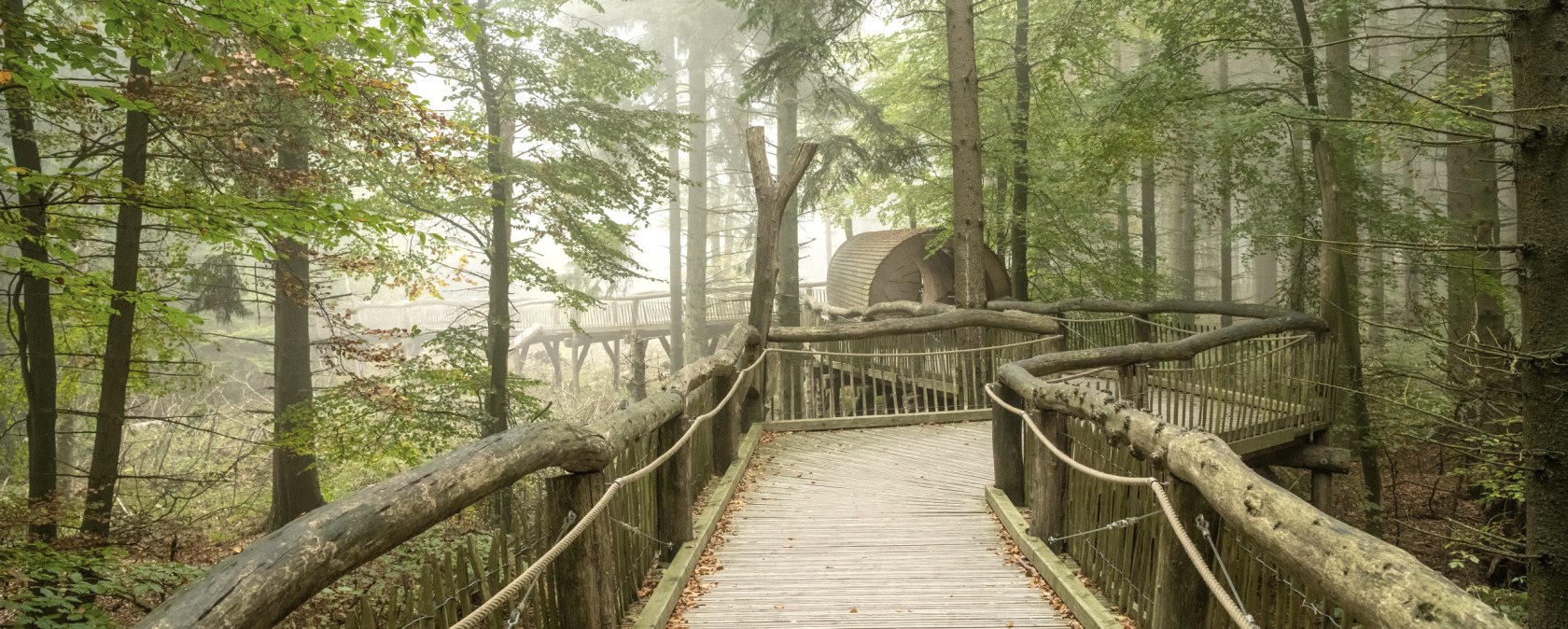 Der wilde Weg in Nationalpark Eifel, Holzsteg, © Nationalpark Eifel, Dominik Ketz