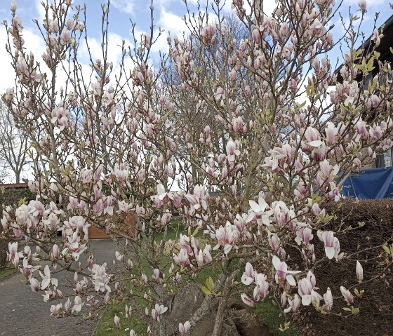 Magnolie im Frühling