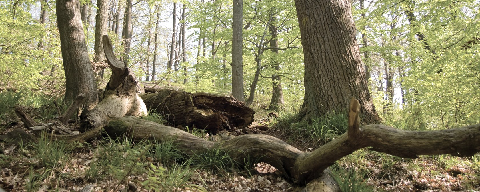 Ein Blick in den Nationalpark Eifel