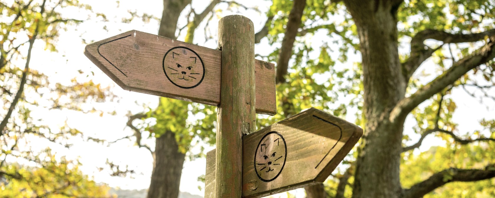 Beschilderung Wildnis-Trail, © Eifel-Tourismus GmbH, Dominik Ketz