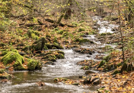 Wanderweg 75 - Püngelbach, © Eifel Tourismus GmbH, Dominik Ketz