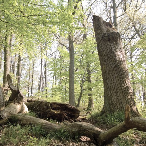 Ein Blick in den Nationalpark Eifel