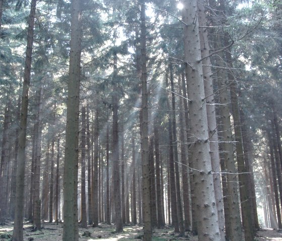 Blick in den Hürtgenwald