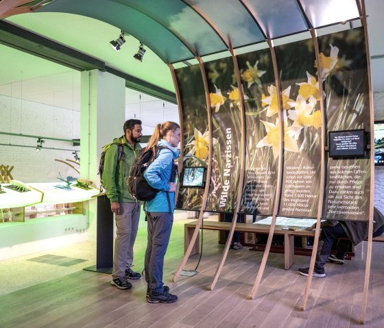 Ausstellung zu den Narzissen im Nationalpark-Tor, © Eifel Tourismus GmbH, Dominik Ketz