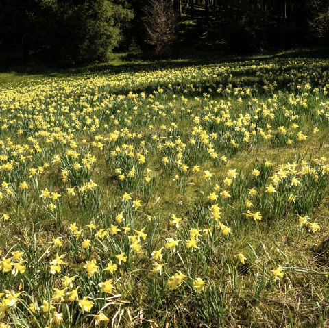 Narzissenwiese , © Eifel-Tourismus GmbH, Dominik Ketz