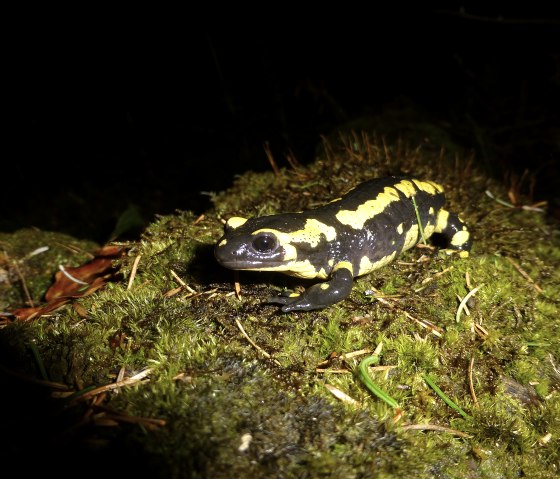 Feuersalamander, © Dagmar Ohlhoff