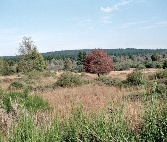 Parc naturel des Hautes Fagnes