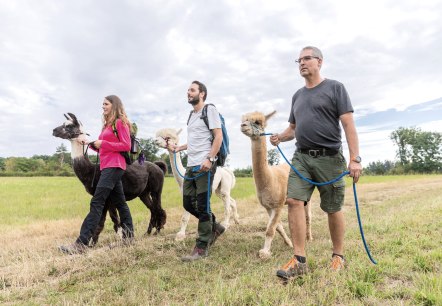 Alpaka und Lama Wanderung, © Eifel Tourismus GmbH, AR - shapefruit AG