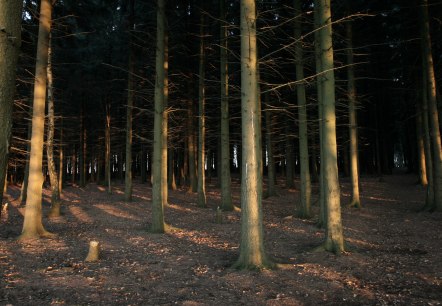 Blick in die Tiefen des Hürtgenwaldes