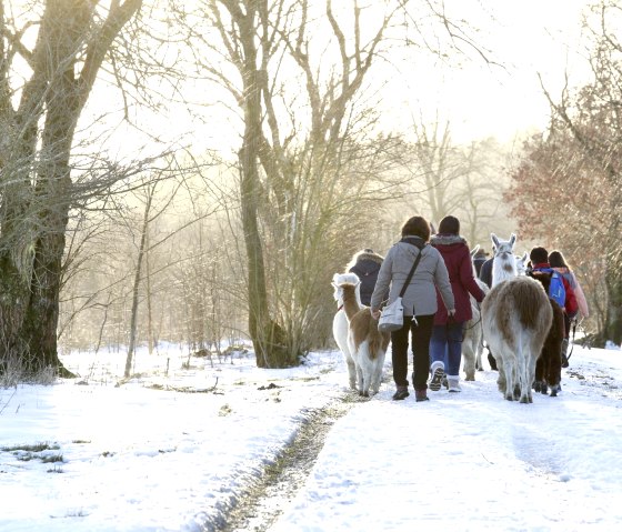 Wandelen met de lama's, © Loni Liebermann