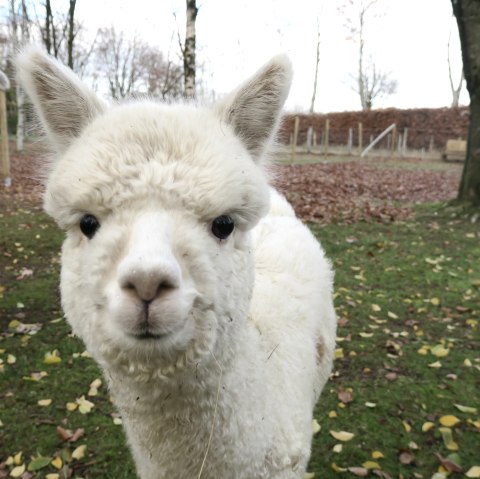 Alpaca sluiten, © Alpaka Kleinfrankreich