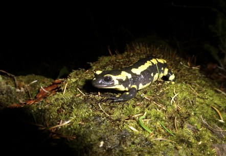 Feuersalamander, © Dagmar Ohlhoff