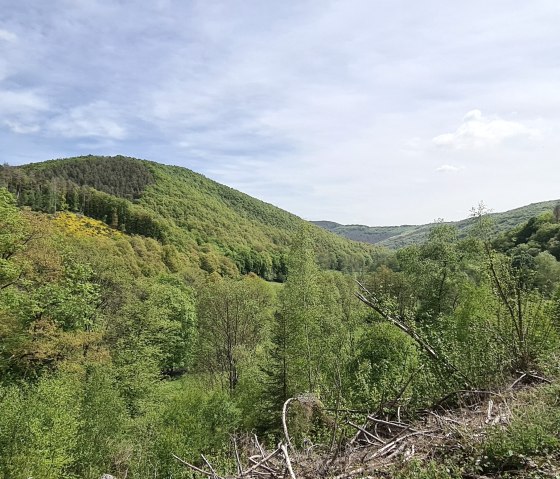 Aussicht ins Grüne, © Rureifel-Tourismus e.V.