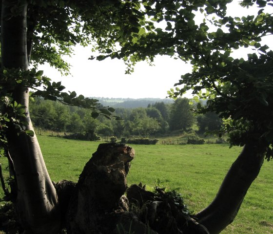 Aussicht auf der Wandertour Heckenlandroute, © Monschauer Land/G. Scheidt