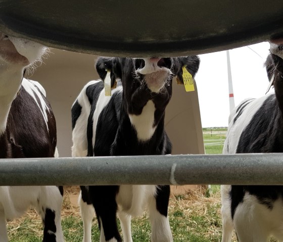 Frische Milch vom Biohof, © Biohof Beuel