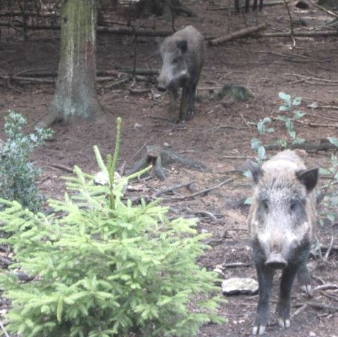 Wildschweine im Schwarzwildpark, © Archiv der StädteRegion Aachen