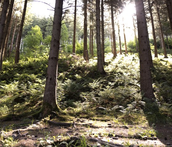 Sonne im Wald, © eifel-tourismus-gmbh_tobias-vollmer