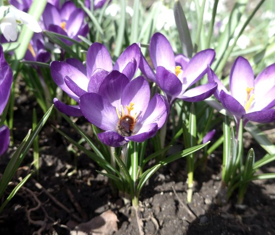 Crocus